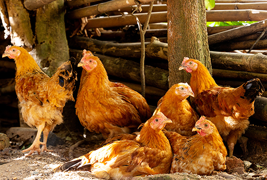 天气温差大，日常管理要做好“三看一听”辨别鸡病