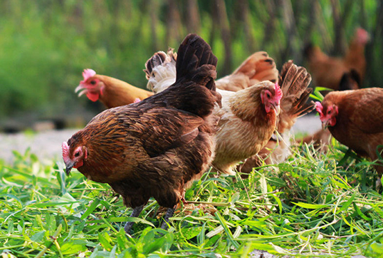 散养鸡的常见疾病有哪些？如何进行防治？