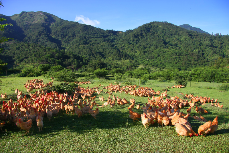 蛋鸡怎么驱虫？