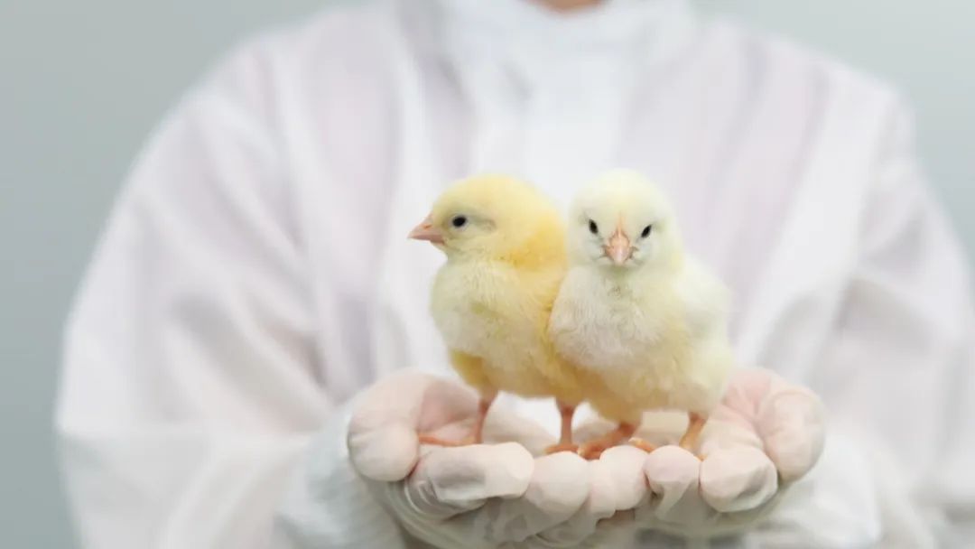 小鸡的饲养方法