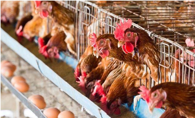 秋季如何管理肉鸡？秋季肉鸡养殖管理六个要点